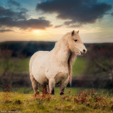 White Horse_PB.jpg