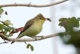 Orpheusspotvogel - Hippolais polyglotta - Melodious Warbler