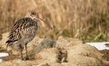 Wulp    -    Curlew