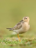 Blonde Ruiter - Tryngites subruficollis - Buff-breasted Sandpiper