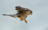 Torenvalk - Falco tinnunculus - Common Kestrel