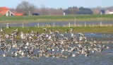 Wulp - Numenius arquata- Curlew