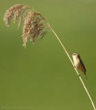 Rietzanger - Acrocephalus palustris - Marsh Warbler