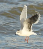 Dwergmeeuw - Larus minutus - Little Gull