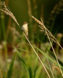 Struikrietzanger - Acrocephalus dumetorum - Blyths Reed Warbler