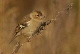 Vink - Fringilla coelebs - Chaffinch