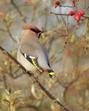 Pestvogel - Bombycilla garrulus - Bohemian Waxwing