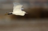 Kleine Zilverreiger - Egretta garzetta - Little Egret