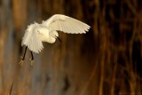 Kleine Zilverreiger - Egretta garzetta - Little Egret