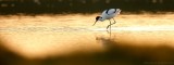 Kluut - Recurvirostra avosetta - Avocet