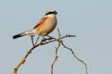 Grauwe Klauwier - Lanius collurio - Red-backed Shrike