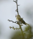 Bergfluiter - Phylloscopus bonelli - Western Bonellis Warbler