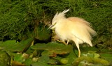 Ralreiger - Ardeola ralloides - Squacco Heron 
