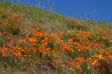 The Magnificent California Poppy