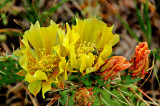 Desert Blooms & Succulents