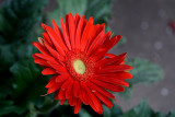 Flowers from the Garden