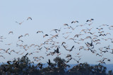 Sandhill Cranes, Ducks, Geese, Swans, Hawks & Other Wildlife of the Sacramento River Delta, 2015-2021