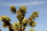 Mojave & Red Rock Canyon