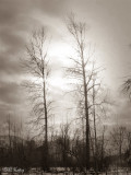 Winter_trees15