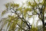 Weeping_Willow