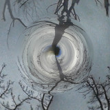 Swirling_trees.jpg