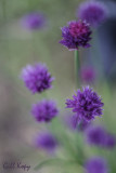 Chives2