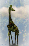 Jewelled Giraffe