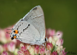  Gray Hairstreak