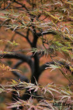 Kasugai bonsai.