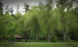 Polsons Willows