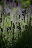 Lavenders Blooming