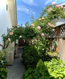 in_my__garden
