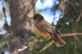 Siberian Jay.jpg