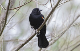 Redwinged_Blackbird.jpg