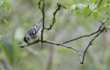 Black_and_White_Warbler.jpg