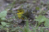 Hooded_Warbler_1.jpg