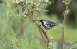 Yellow_throated_Warbler_2.jpg