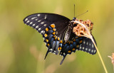 Black Swallowtail 1.jpg