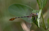 Flag-tailed Spinyleg.jpg