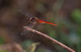 Red-tailed Pennant.jpg