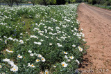  Poppies along the Road