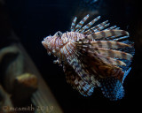 Spotfin Lionfish -  (Pterois Antennata)