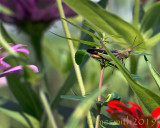 Intruder in the Zinnia Garden