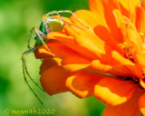 Green Lynx Spider