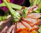 Closeup of a Green Lynx Spider