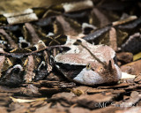 Gaboon Viper -  (Bitis gabonica)