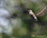 Hummingbirds