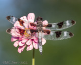 Twelve-spotted Skimmer 