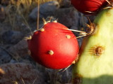 Close up of Prickly Pear Fruit