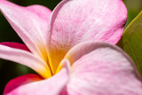Flowers & Nature